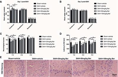 Berberine Ameliorates Subarachnoid Hemorrhage Injury via Induction of Sirtuin 1 and Inhibiting HMGB1/Nf-κB Pathway